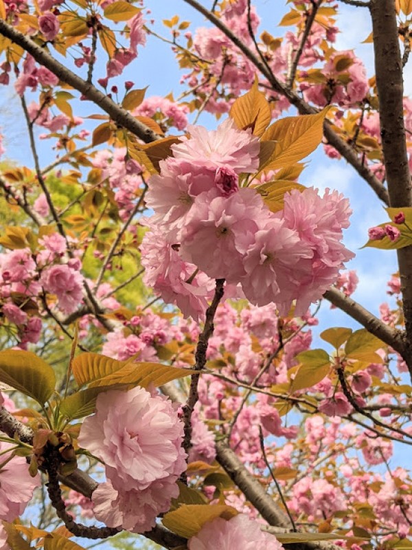 八重桜咲きました～サムネイル